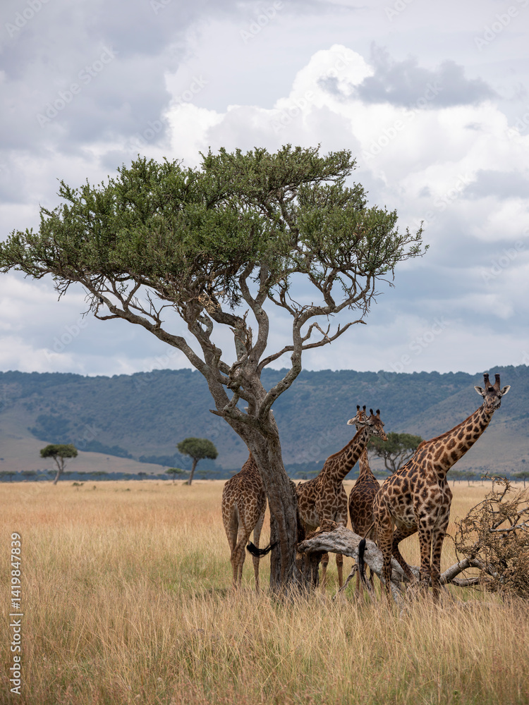 Fototapeta premium Embark on a safari in Kenya. From the bustling city of Nairobi to the pristine jungles of Tsavo and Amboseli to the Masai Mara. this magical land seems to condense the essence of Africa