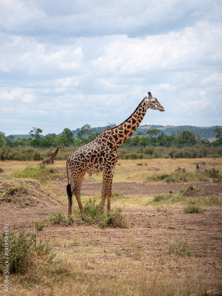 Obraz premium Embark on a safari in Kenya. From the bustling city of Nairobi to the pristine jungles of Tsavo and Amboseli to the Masai Mara. this magical land seems to condense the essence of Africa