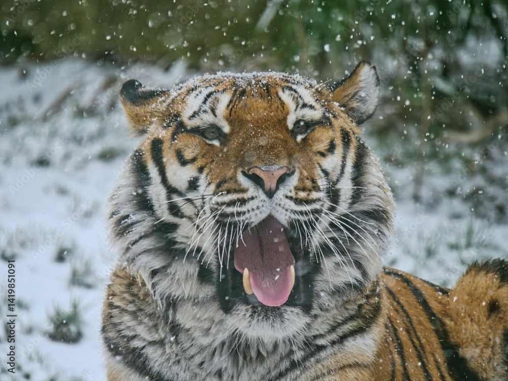 Obraz premium Sibirischer Tiger im Schnee gähnt