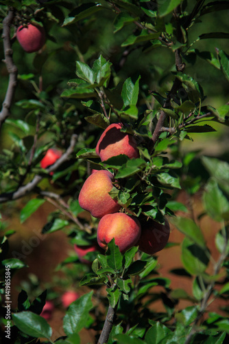 Photography Succulent Apples growing in the trees - photographed in Sangla Valley (Himachal