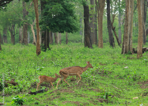 Photography Spotted Deer - Mother and Baby  - photographed from a safari vehicle in Kabini (