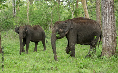 Photography Wild Elephants - photographed from a safari vehicle in Kabini (Nagarhole Nationa
