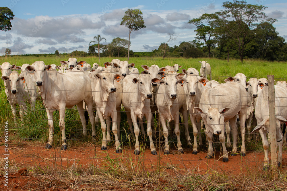 Obraz premium Um pequeno rebanho de gado bovino no pasto de uma fazenda.