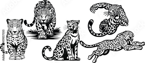 hand-drawn vector illustration of a leopard in various poses, including sitting, walking, and lying down, perfect for wildlife art, jungle-themed projects, and educational use