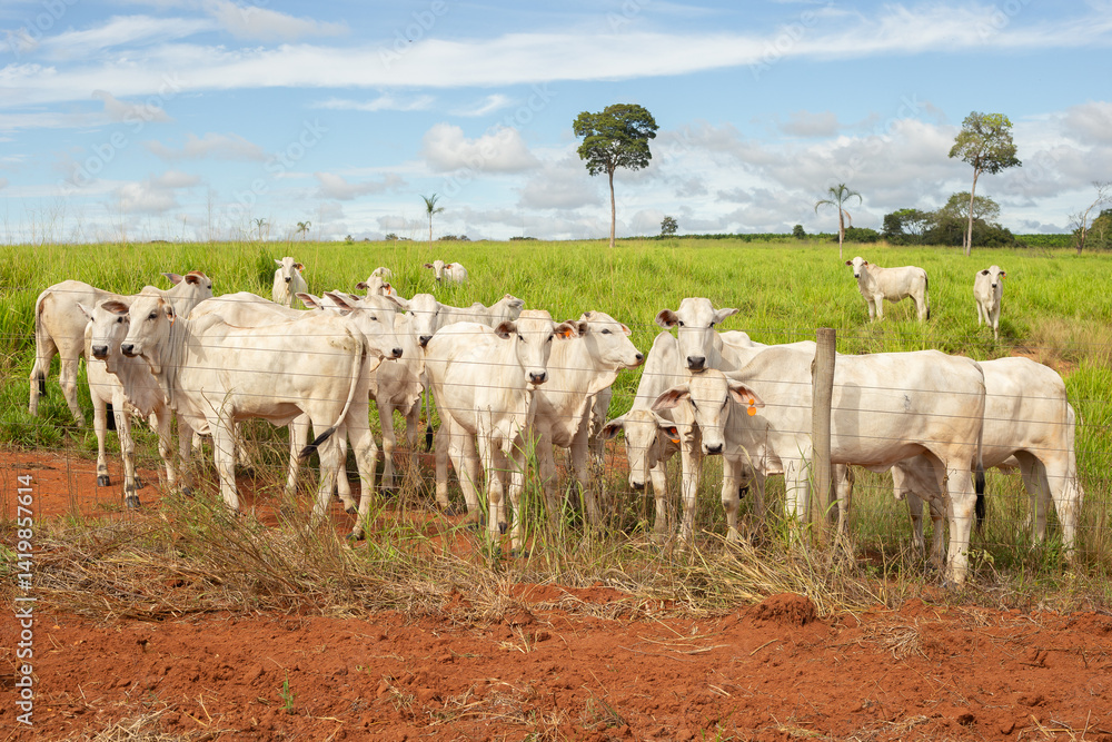 Fototapeta premium Um rebanho de gado nelore em pasto de uma fazenda no interior de Goias