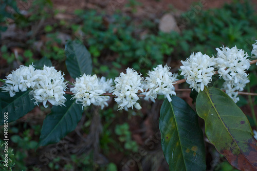 Photography Beautiful coffee flowers - photographed in Chikmagalur (Karnataka, India)
