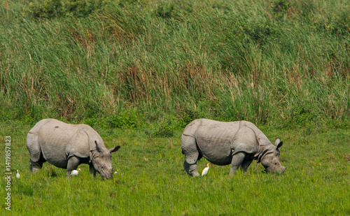 Two One-Horned Rhinos grazing in the grassland of Kaziranga National Park