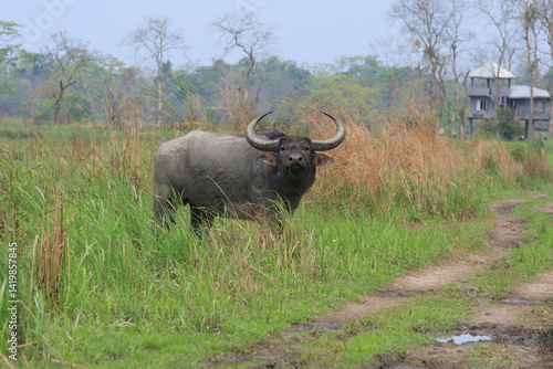 Photography Asiatic Wild Water Buffalo - photographed in Kaziranga National Park (India)