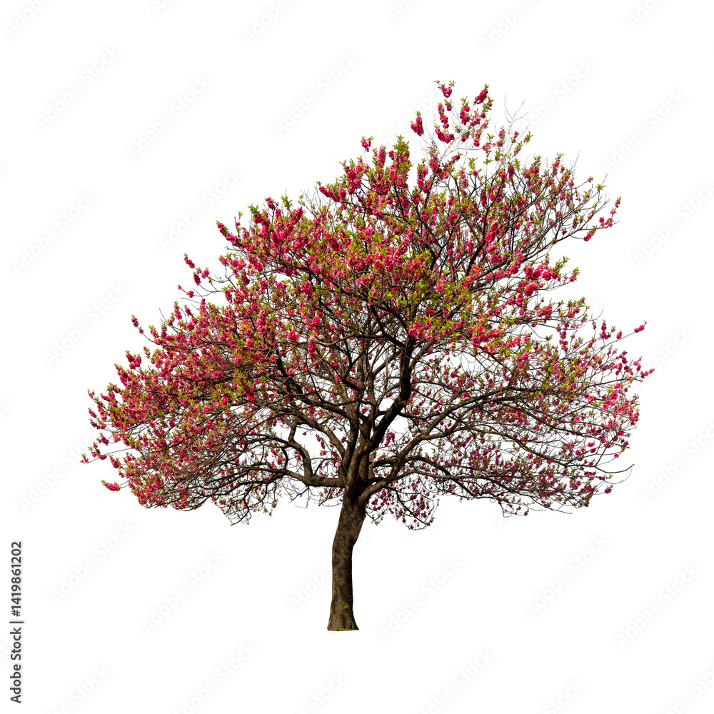 Obraz premium The Sakura tree cherry blossom isolate on white background