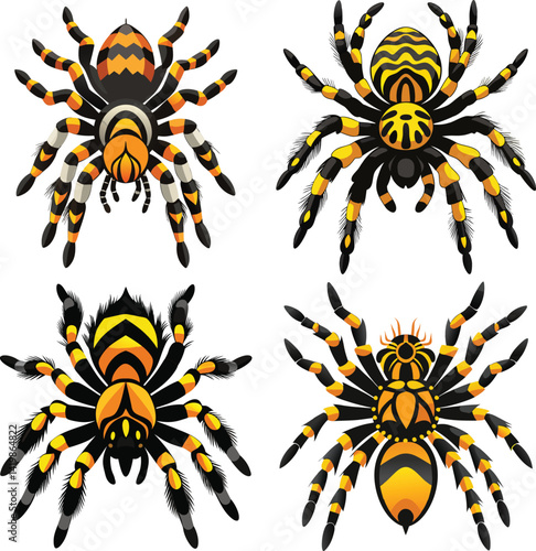 Colorful Tarantula Spiders with Striped Legs and Unique Patterns