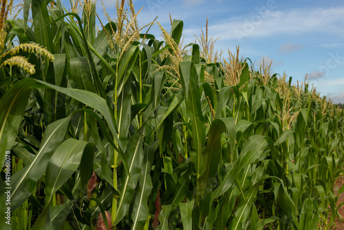 Detalhe de uma plantação de milho com céu azul ao fundo.