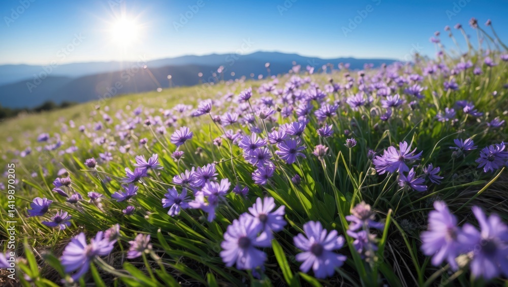 Fototapeta premium Purple Wildflowers Blooming on Hillside with Mountains and Clear Sky