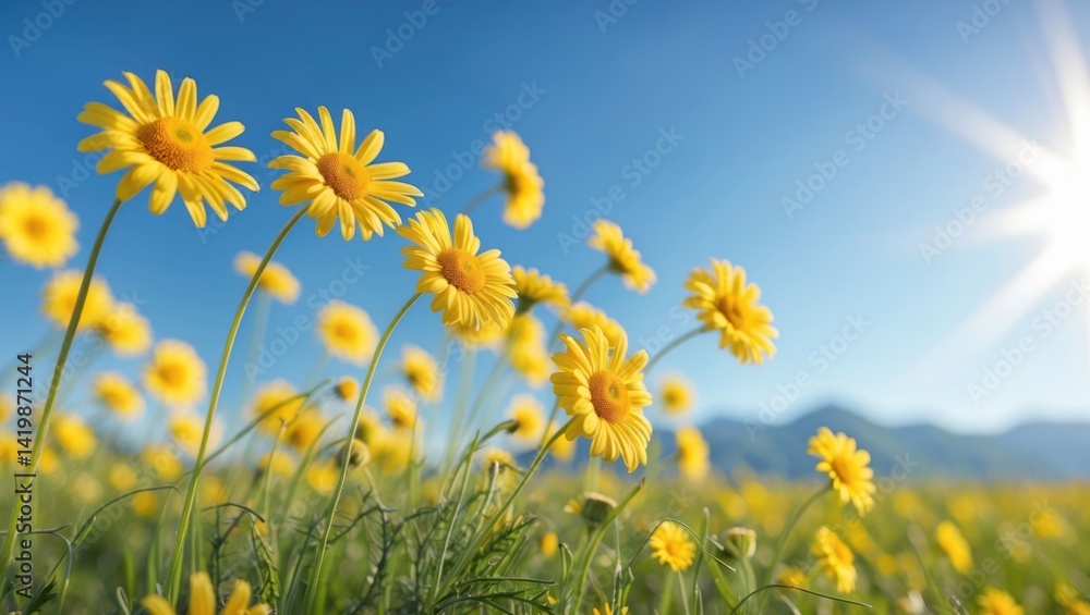 Fototapeta premium Yellow Daisies Blooming in a Field Under Bright Blue Sky