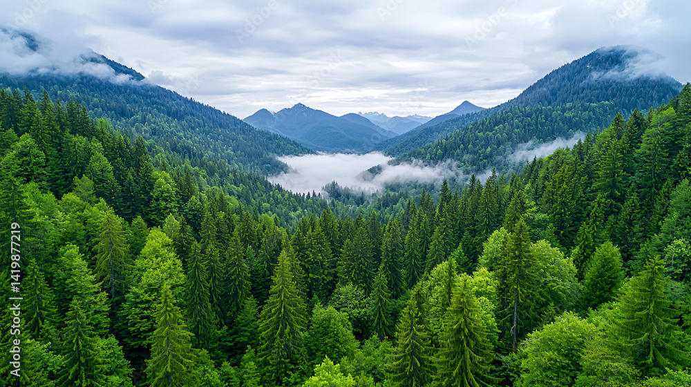 Fototapeta premium Majestic Alpine Valley Forest View with Clouds Embracing Mountain Peaks in Calm Light