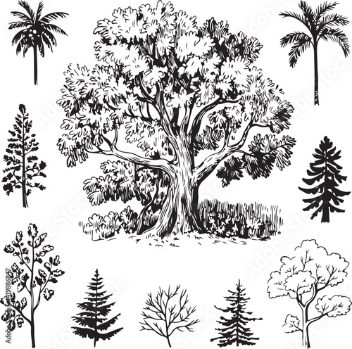Tree sketches hand-drawn illustrations various tree species deciduous and coniferous trees palm trees detailed line art black and white drawings botanical illustrations nature stud