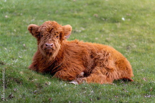 Bild auf Leinwand Baby highland cow in the grass