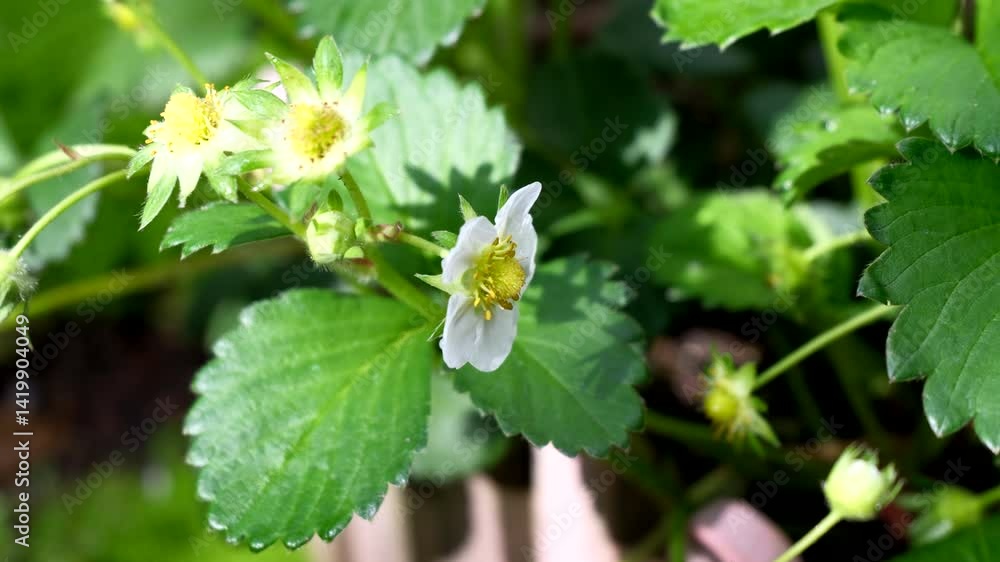 かわいいイチゴの花びら かわいいイチゴの花びら