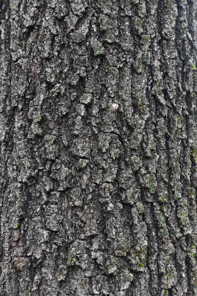 Fototapeta premium Closeup of brown tree bark