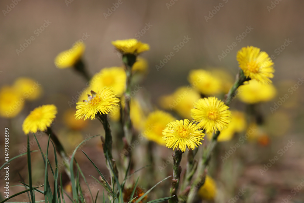 Coltsfoot flowers on spring lawn. Blooming mother and stepmother at april