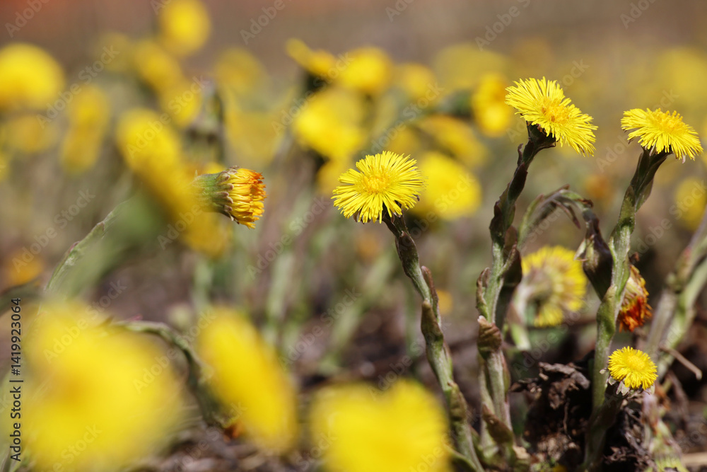 Coltsfoot flowers on spring meadow. Blooming mother and stepmother at april