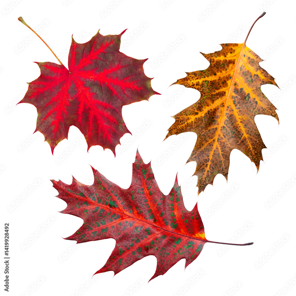 Vibrant autumn leaves with rich red and yellow colors on white background
