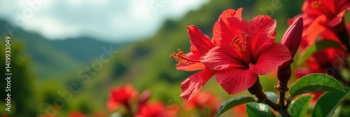 Vibrant red flamboyant blossoms, spring in Puerto Rico , warm, tropical