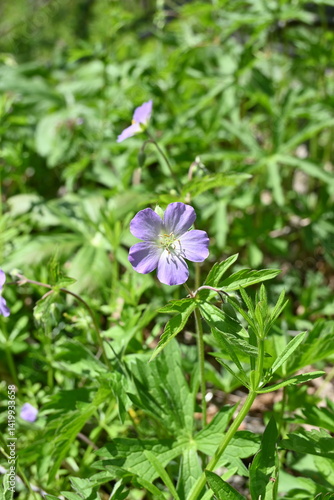 Closeup of purple wildflower, wild geranium, among green leaves