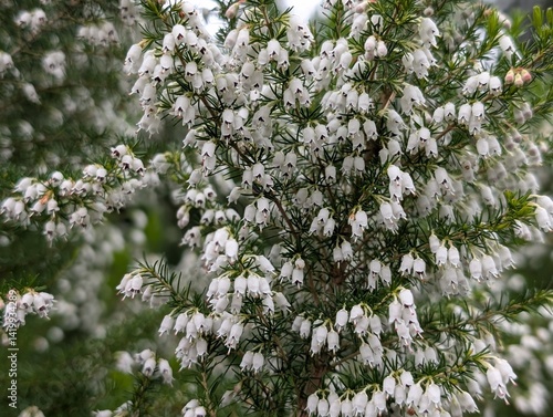 Obraz na płótnie Flowers of Portuguese Heath (Erica lusitanica)