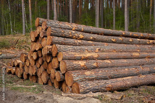 Folded pine tree trunks in forestry