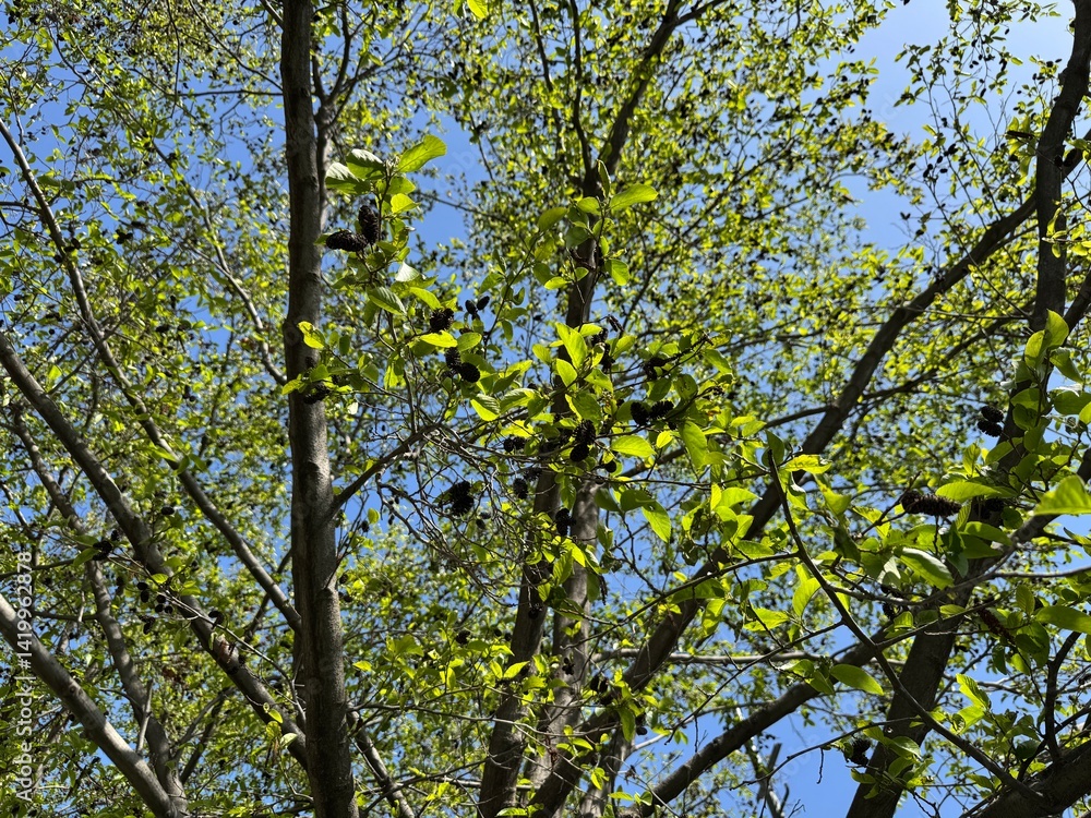 Obraz premium Close up of a deep brown color 'Alnus japonica' fruit against a bright nature background. Brown cones and fresh leaves of East Asian or Japanese Alder Tree Alnus japonica in spring. 
