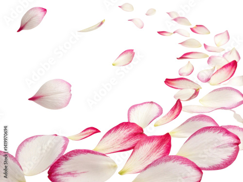 Falling azalea flower petals create beautiful and serene scene, evoking feelings of tranquility and grace