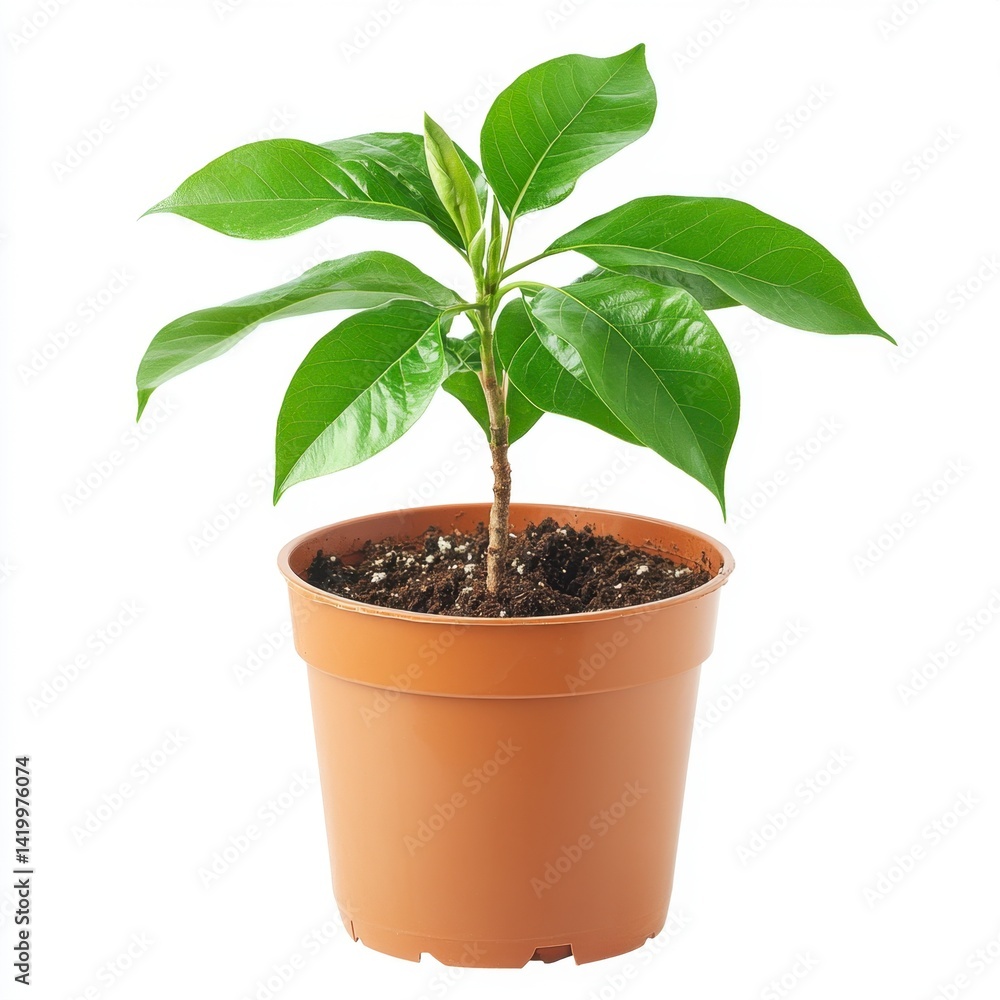 A vibrant green seedling sprouts from dark brown soil in a terracotta pot against a white background. A vibrant green seedling sprouts from dark brown soil in a terracotta pot against a white background.