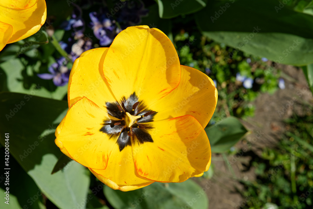 Obraz premium Close-up of a yellow tulip flower, garden