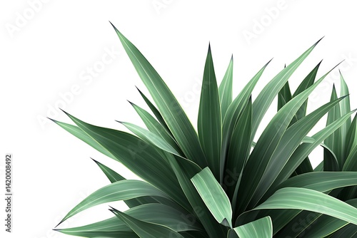 Wallpaper Mural 3D Design of a Yucca Plant with Sharp Leaves, Isolated on White Background Torontodigital.ca
