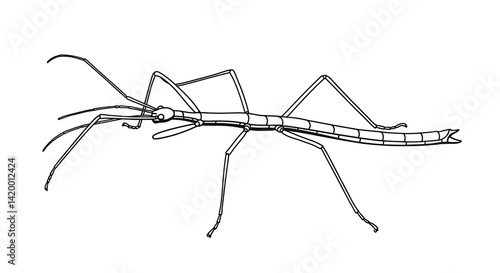 Stick Insect Outline Illustration