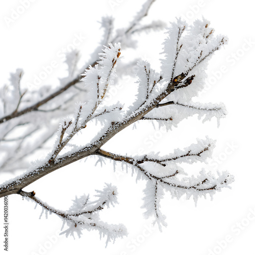 Watercolor Winter frozen tree branch Photoshop isolated on transparent background