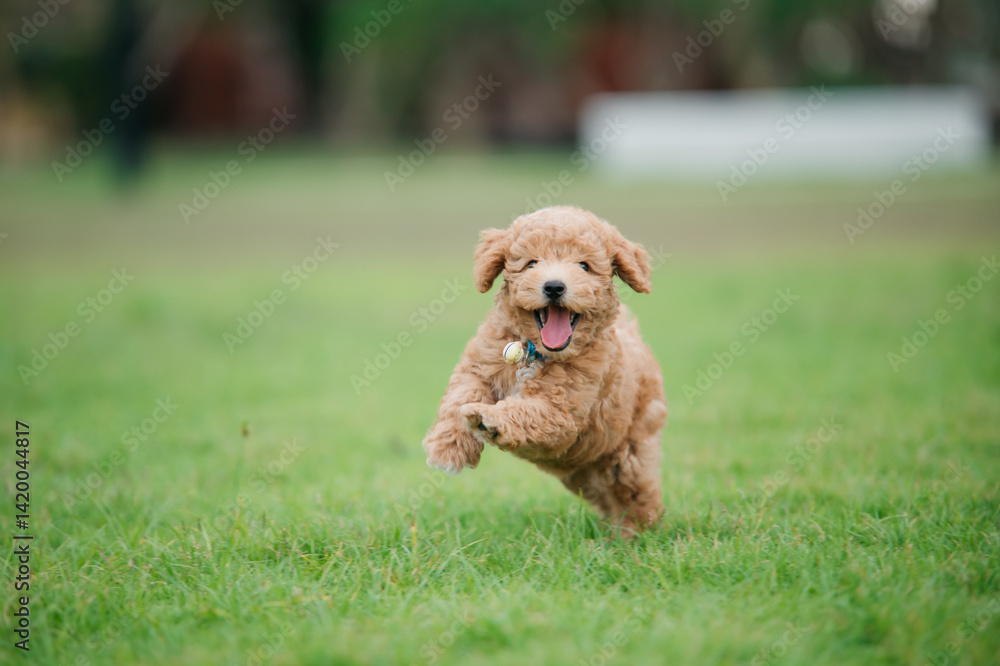 Playful puppy running in a sunny park nature photography joyful atmosphere outdoor scene Playful puppy running in a sunny park nature photography joyful atmosphere outdoor scene