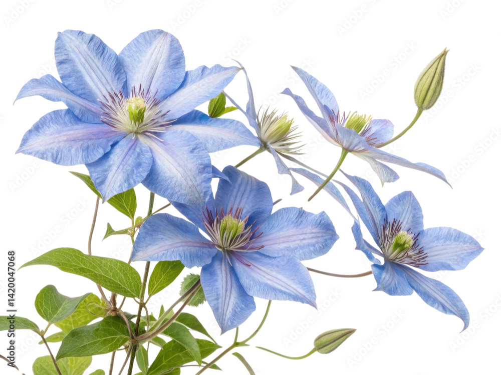 Clematis flowers bloom beautifully with their vibrant blue petals and delicate green leaves creating serene and enchanting atmosphere Clematis flowers bloom beautifully with their vibrant blue petals and delicate green leaves creating serene and enchanting atmosphere
