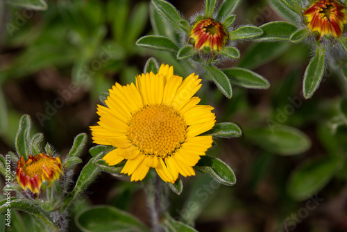 Obraz na płótnie Macrophotographie de fleur sauvage - Astérolide maritime - Pallenis maritima w salonie