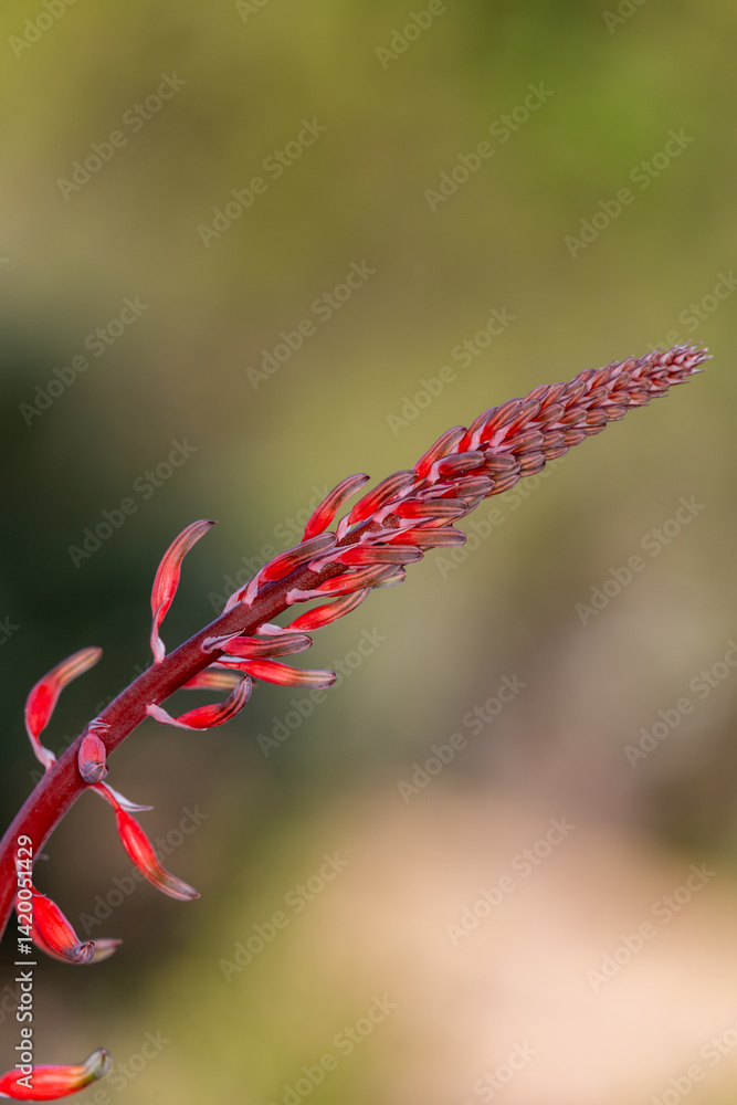Proxiphographie d'une plante grasse (succulente) - Gastéria carinata