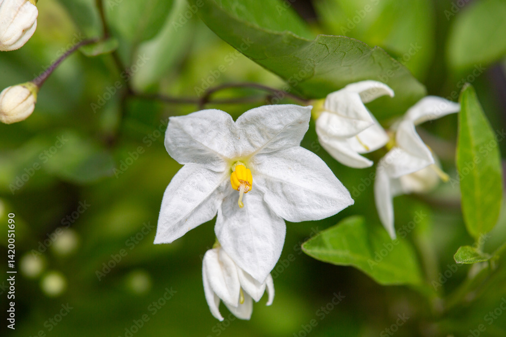 Macrophotographie de fleur sauvage - Morelle faux jasmin - Solanum laxum