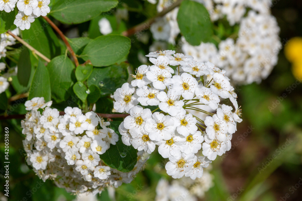 Macrophotographie de fleur sauvage - Spirée à feuilles de petit-chêne - Spirea chamaedryfolia