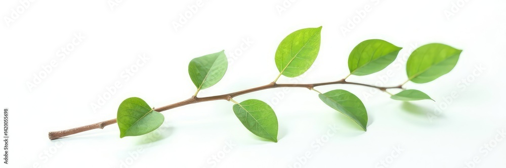 Fototapeta premium Single branch with delicate leaves isolated on white background, natural, organic