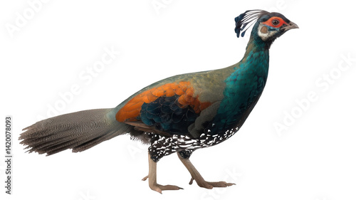 Himalayan Monal Pheasant Standing Proudly Isolated on White Transparent Background