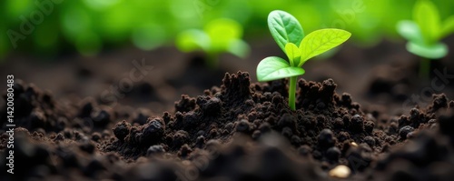 Dark biochar added to rich garden soil, close-up , environmental, earth science