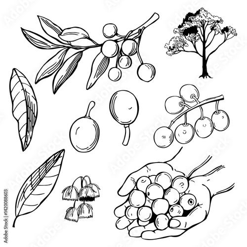 Hand-drawn Elaeocarpus angustifolius (utrasum bean tree, woodenbegar , Indian bead tree, elaeocarpus , Indian oil fruit ,genitri,  blue marble tree, olive Ceylon ).  Vector sketch  illustration.