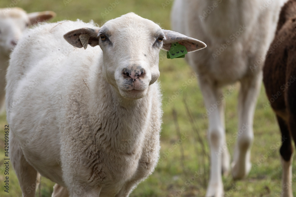sheep and lamb sheep and lamb