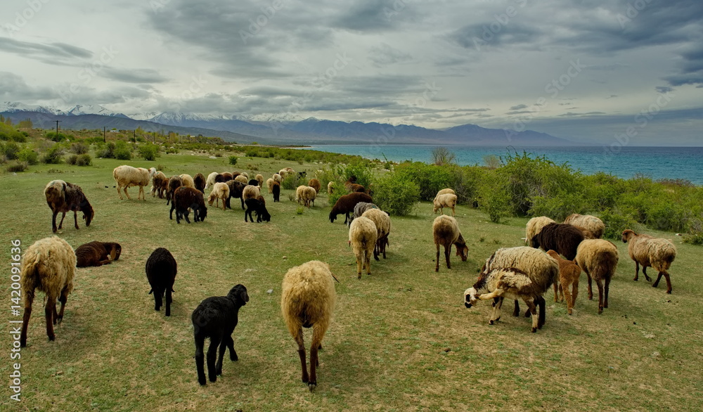 Fototapeta premium Northern Kyrgyzstan. A flock of purebred sheep graze among the bushes on the shore of Lake Issyk-Kul.