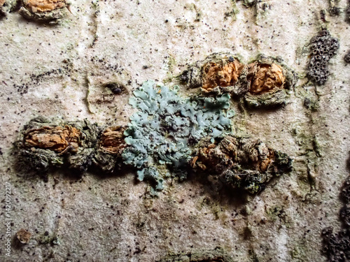 Fotografie Lichen on tree bark