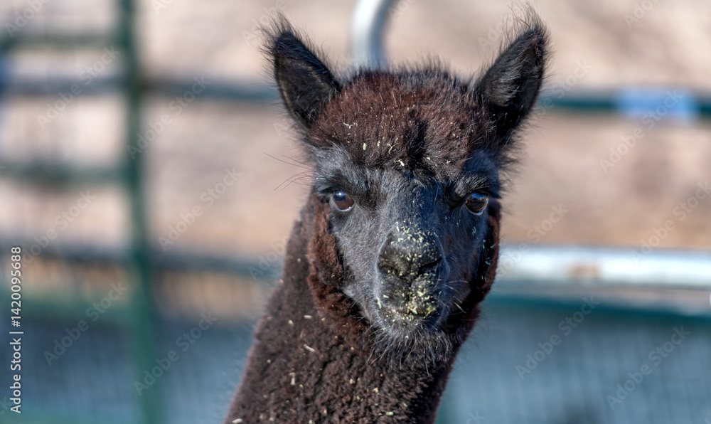 alpaca alpaca